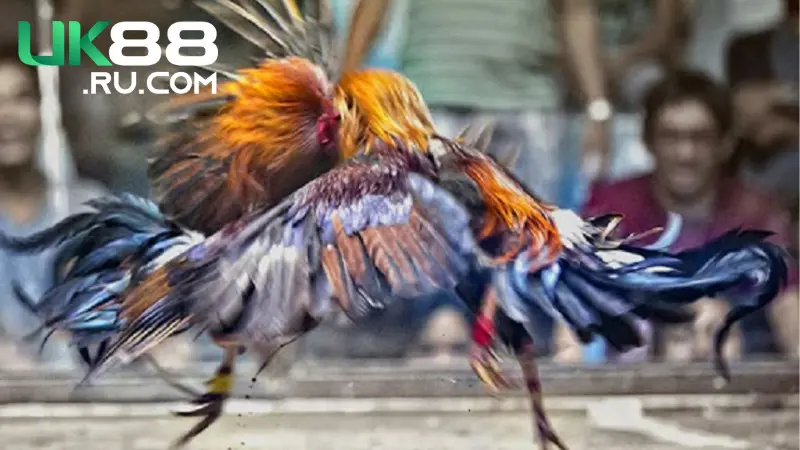 Lựa chọn chiến kê tại Đá Gà Uk88 dựa vào quan sát trước trận